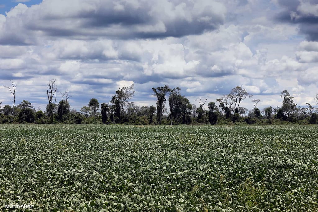 soy-farm-in-bolivia