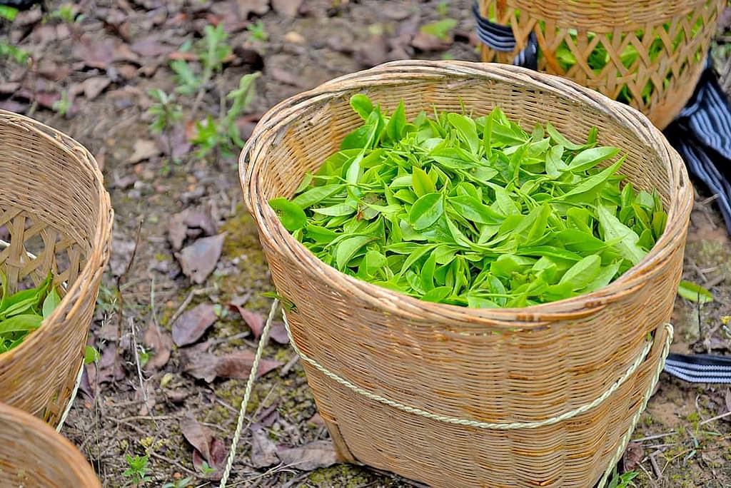 Camellia sinensis