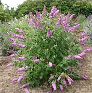 Butterfly bush (Buddleia davidii)