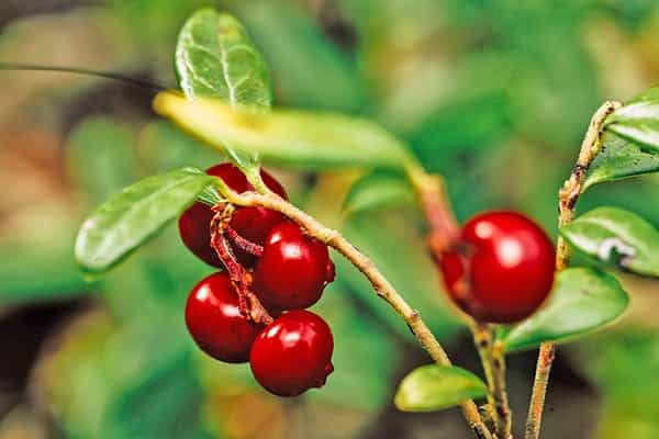Lingonberries