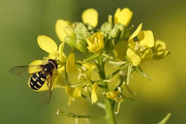 yellow-mustard-flower