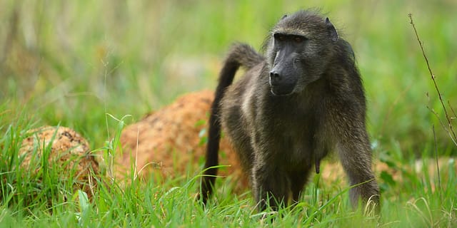 baboon management plan