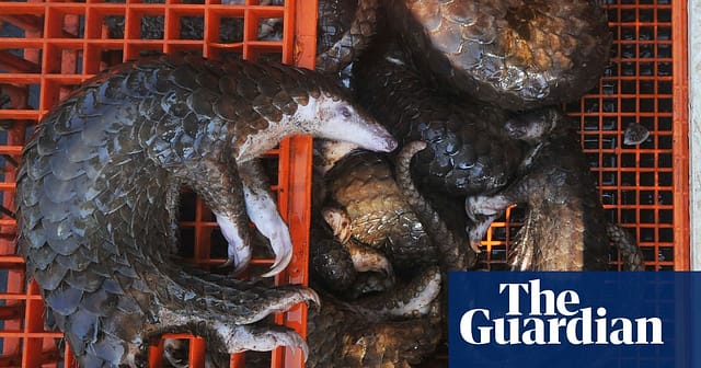 Cost of preventing next pandemic ‘equal to just 2% of Covid-19 economic damage’