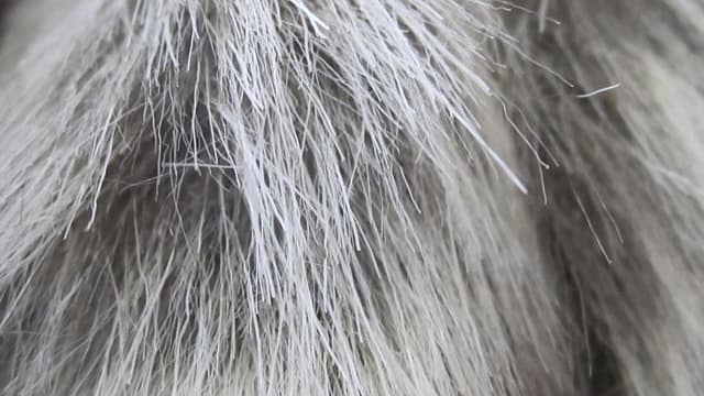 Stress Really Can Turn Your Hair White, Mouse Experiment Suggests