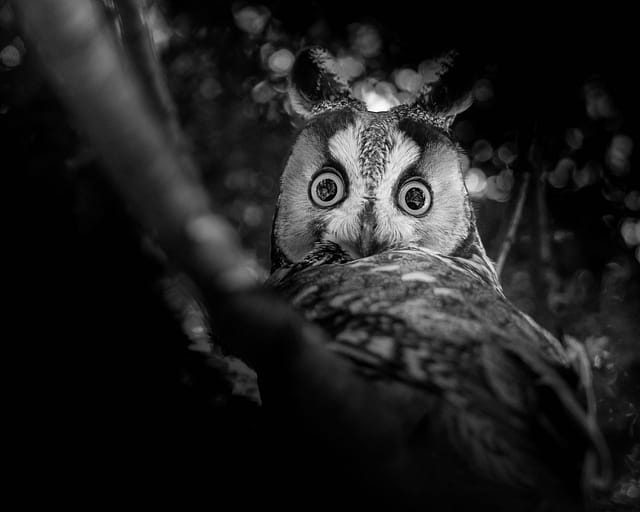 Argus-watching