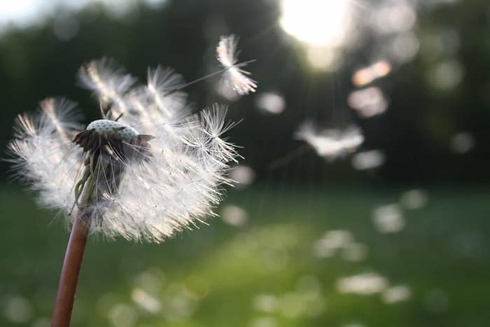 Fresh Air breeze