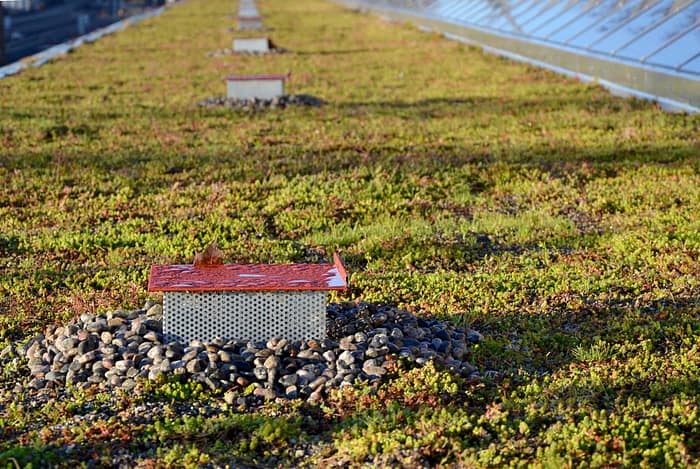 Green roof drainage