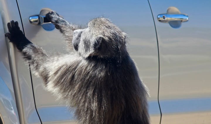 humans versus baboons