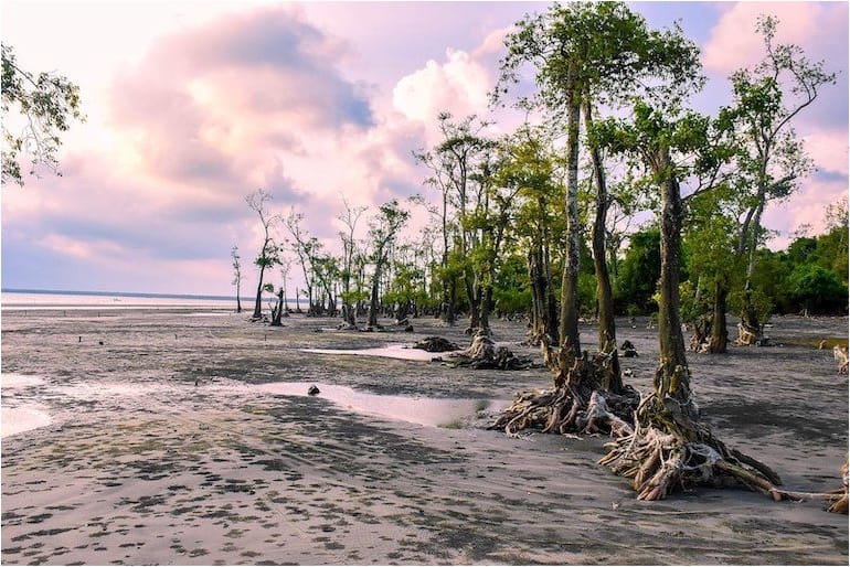 Mangrove trees
